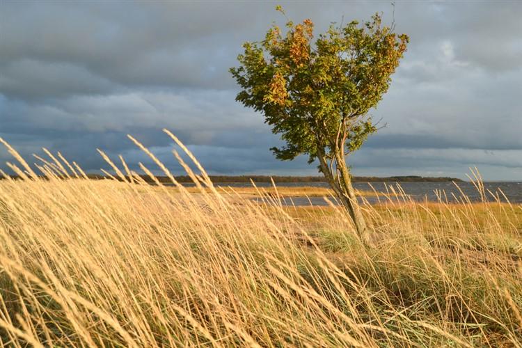 Какво създава вятъра?
