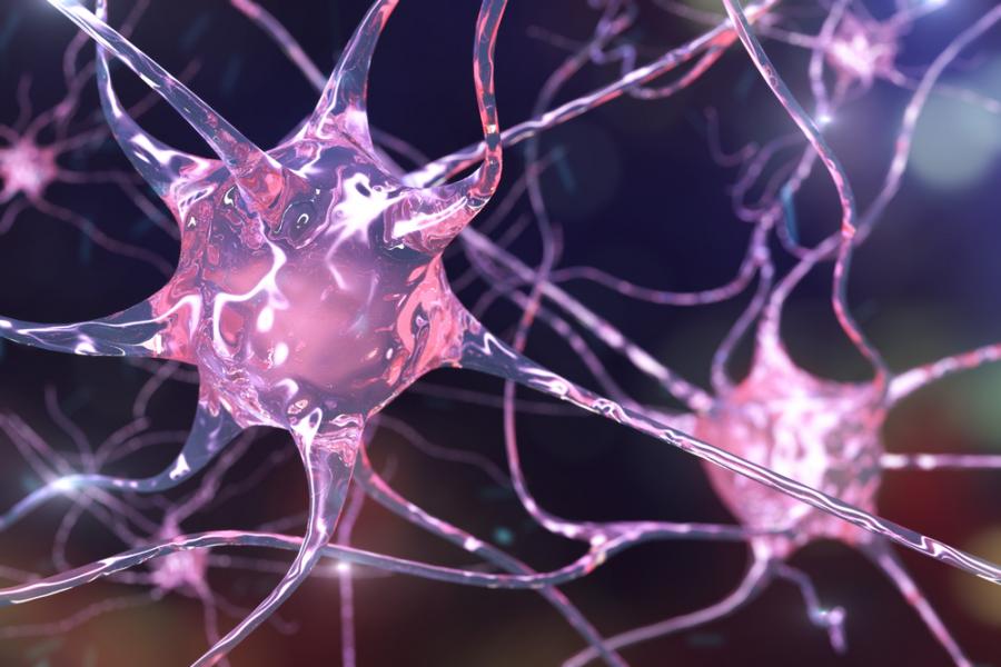 Клетките, които отговарят за „реда” и „изяждането на вредителите” в мозъка, се обновяват