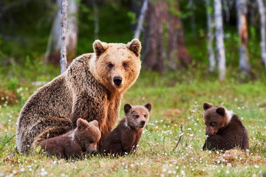 WWF стартира кампания за опазване на мечките в България