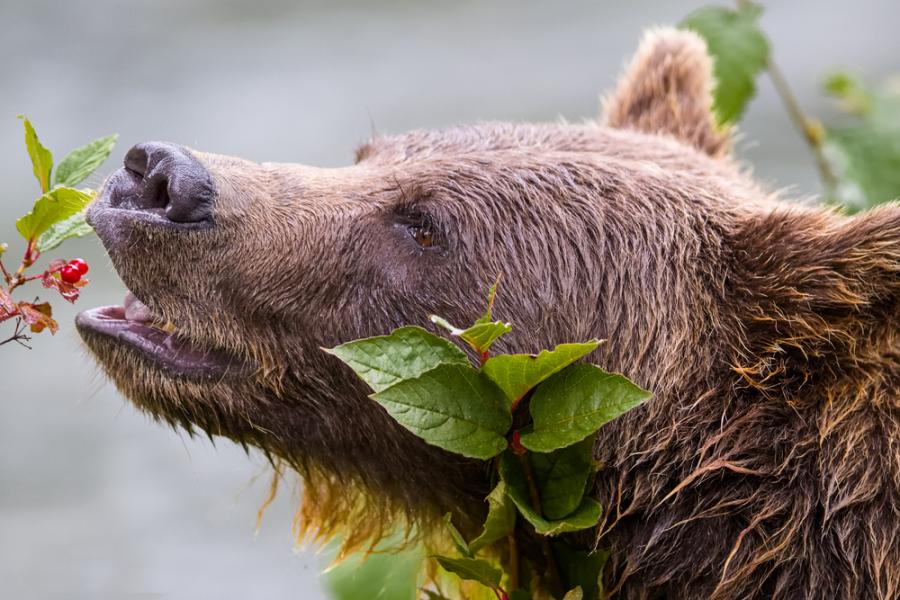 Учени откриват все повече доказателства, че мечките не са месоядни