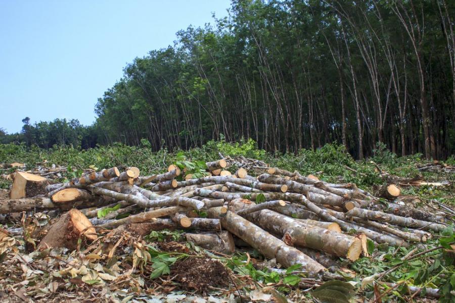 Обезлесяването в тропиците е свързано с намаляване на валежите