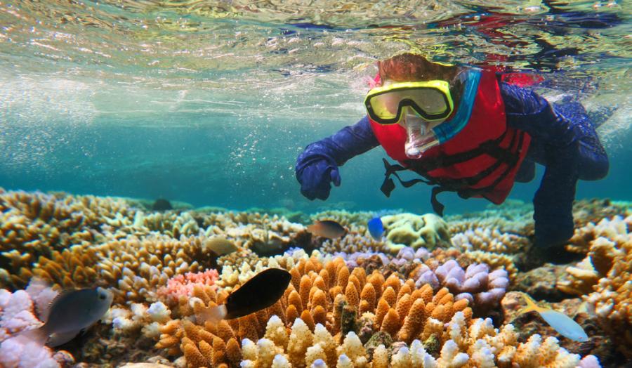 Затоплянето на океана забавя растежа на корали от Големия бариерен риф