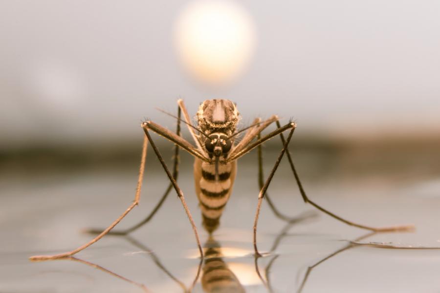 Омразният и смъртоносен комар
