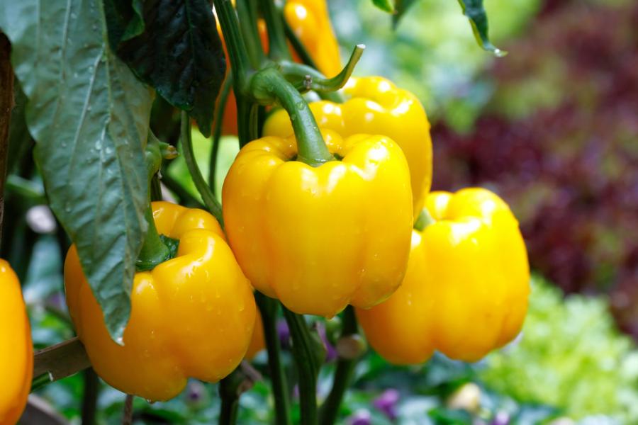 Жълти зеленчуци: 4-те най-здравословни вида