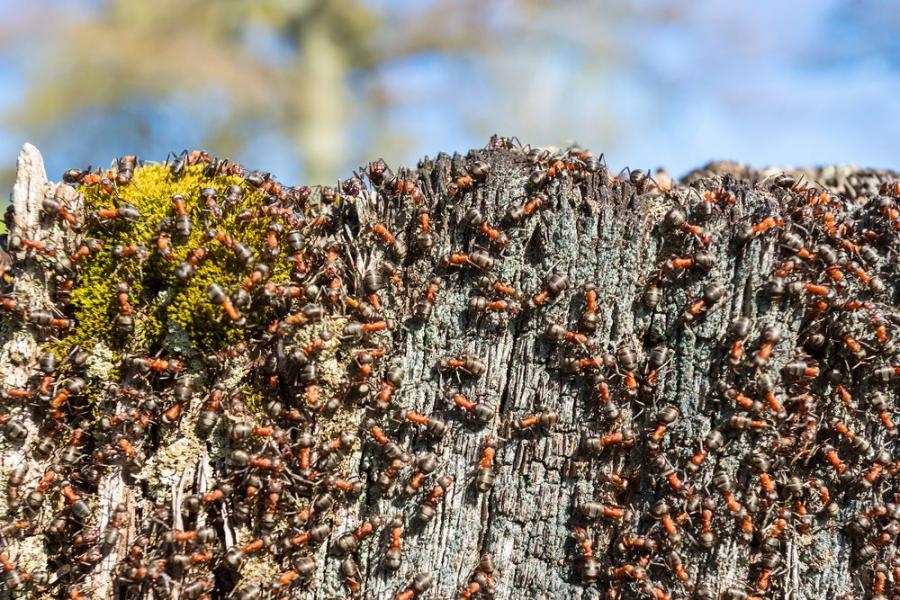 На Земята има 20,000,000,000,000,000 мравки и те тежат повече от дивите птици и бозайници, взети заедно