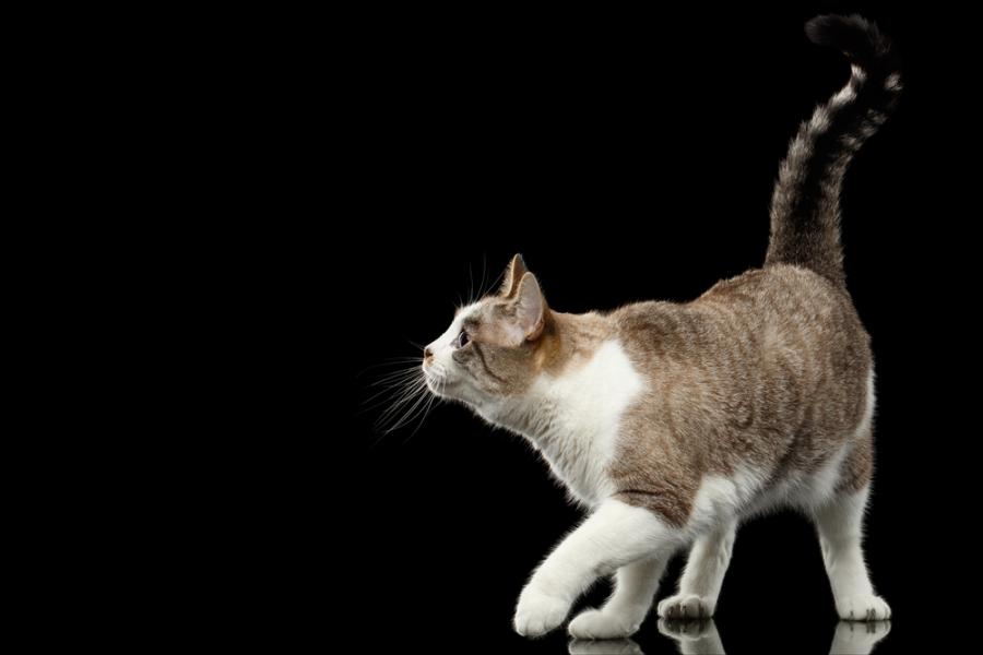 Размахва ли нахално котката ви опашката си пред лицето ви?