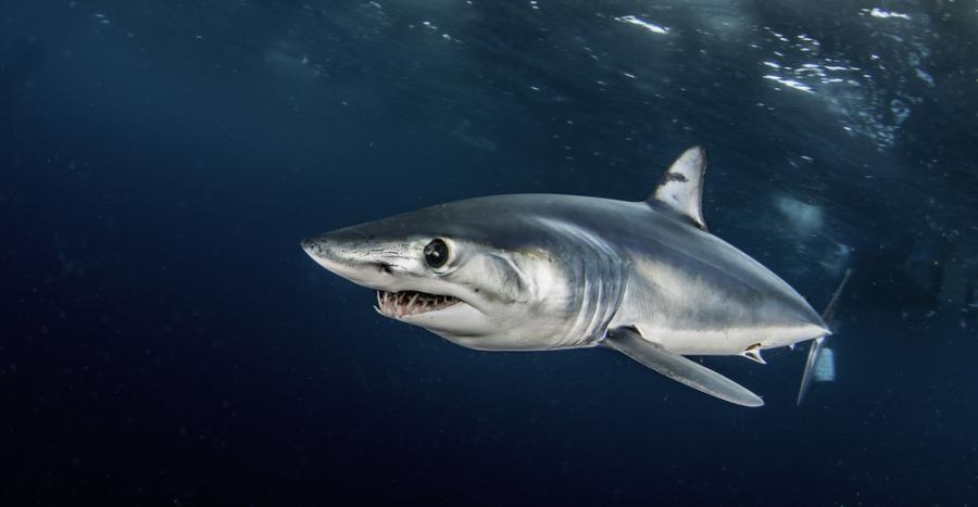 Акулата мако - кралят на акулите