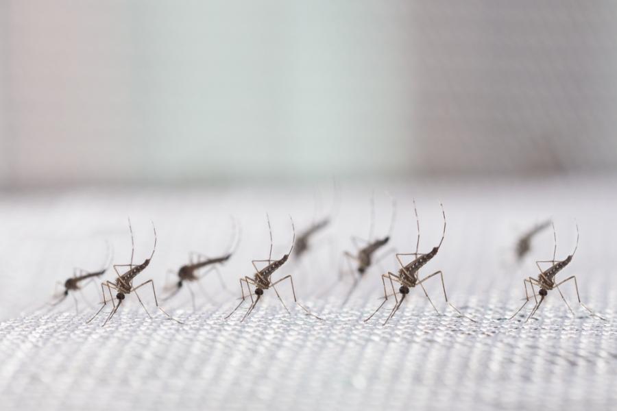 Разрешиха пускането на милиарди генетично модифицирани комари в Калифорния и Флорида