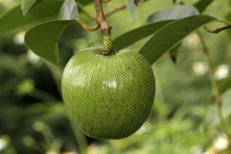 Обикновените растения, които крият изненадващи тайни