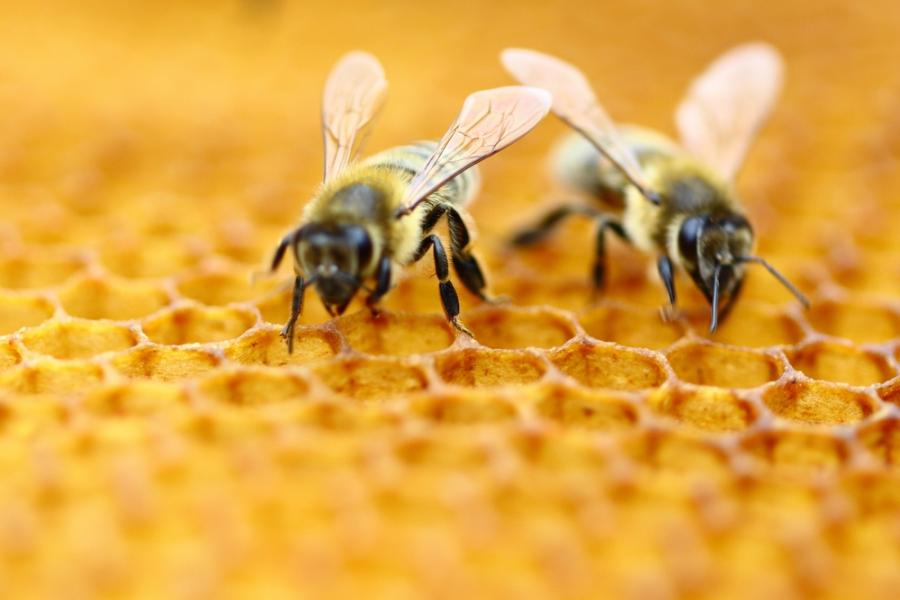 Отровата на медоносните пчели убива агресивните клетки на рака на гърдата