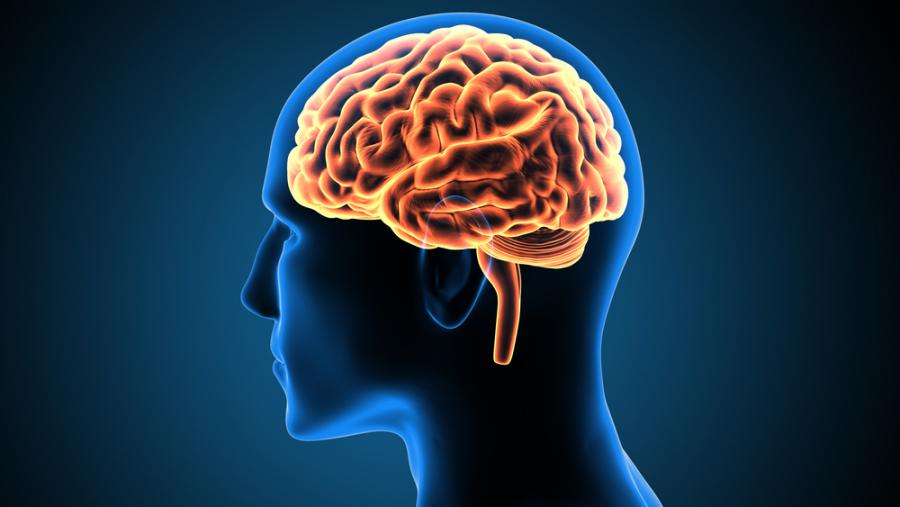 Защо мозъкът на хората е достигнал подобни размери?