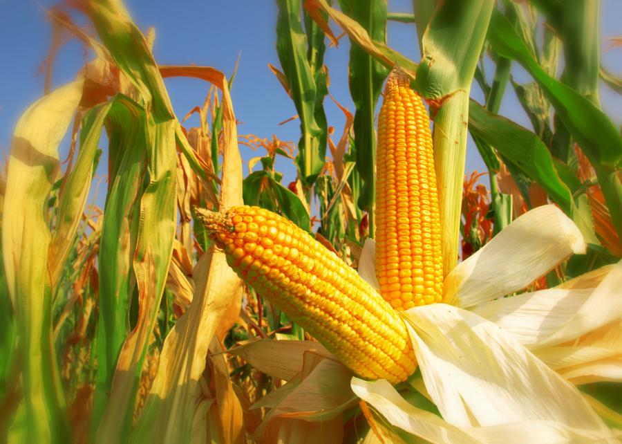 Учени идентифицираха нов прародител на съвременната царевица