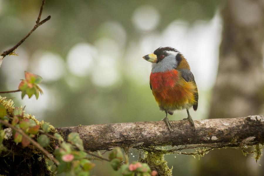 Популацията на повече от половината видове птици в света намалява