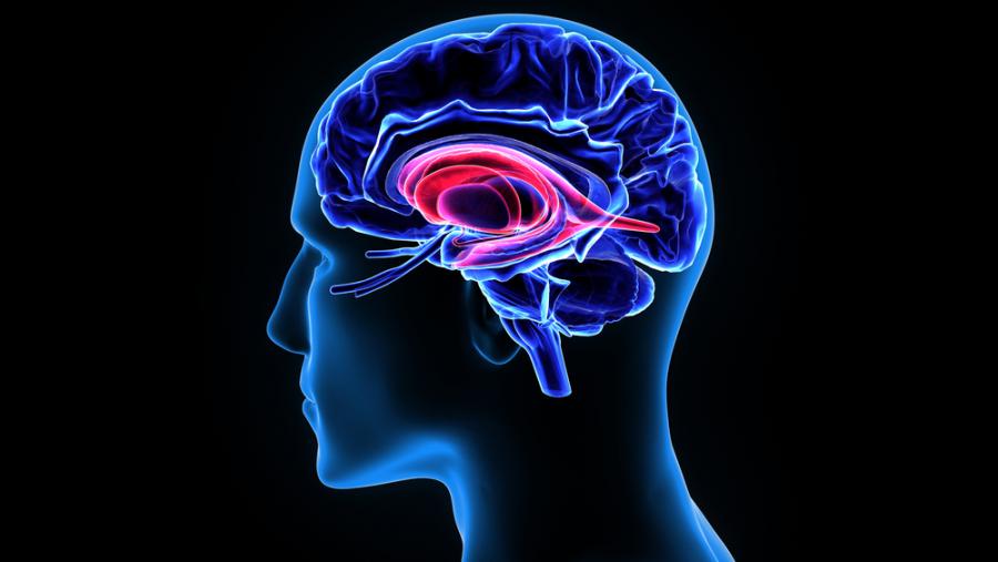 Мозъкът на мъжа предпочита секса пред храната