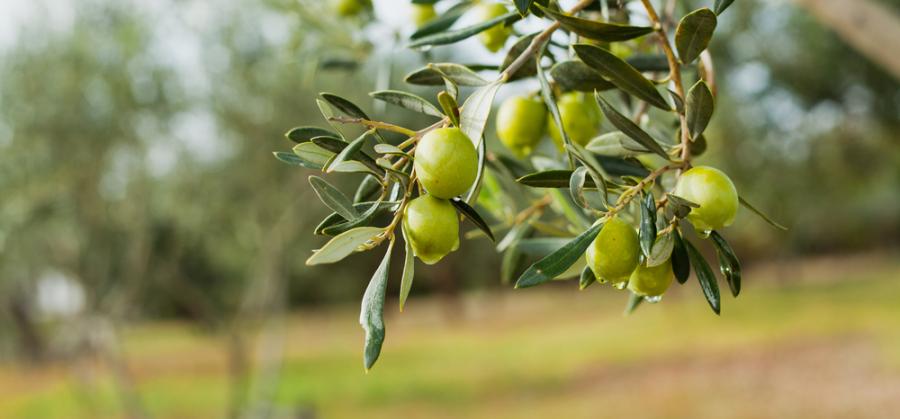 Учени търсят възможности части за коли да се правят и от маслинови дървета 