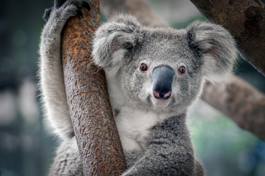Едва ли сте си представяли, че коалите звучат точно по този начин