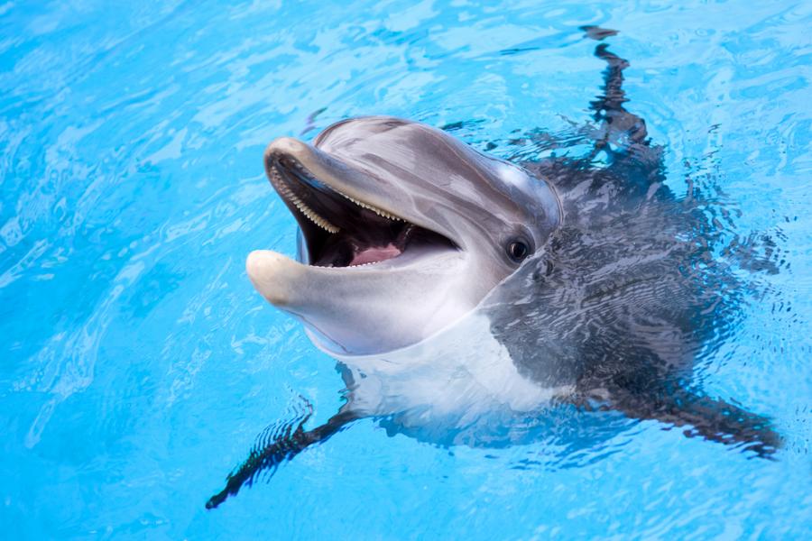Делфините са развили личностни характеристики, сходни с тези на хората