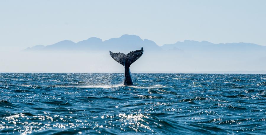 Изследване на китове дава информация за еволюцията на менопаузата 