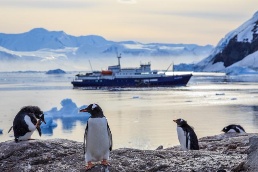 Снегът на Антарктика почернява заради сажди от туристическите кораби