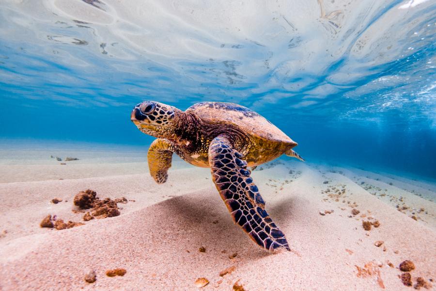 Бракониери на морски костенурки се превръщат в техни защитници