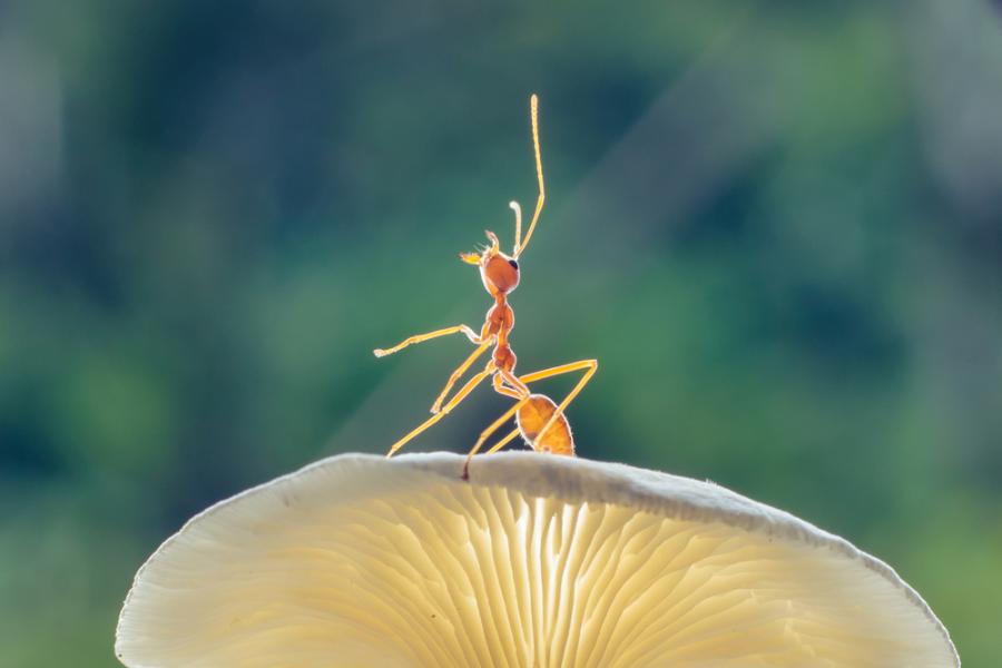 Приказка за войната на мравките