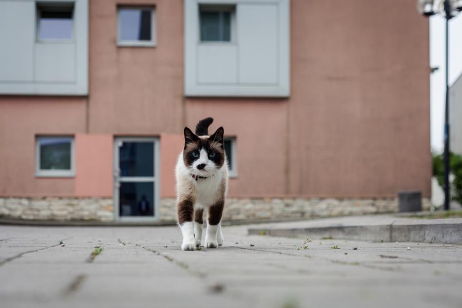 Изчезнала котка се събра със стопанката си след 11 години живот на улицата