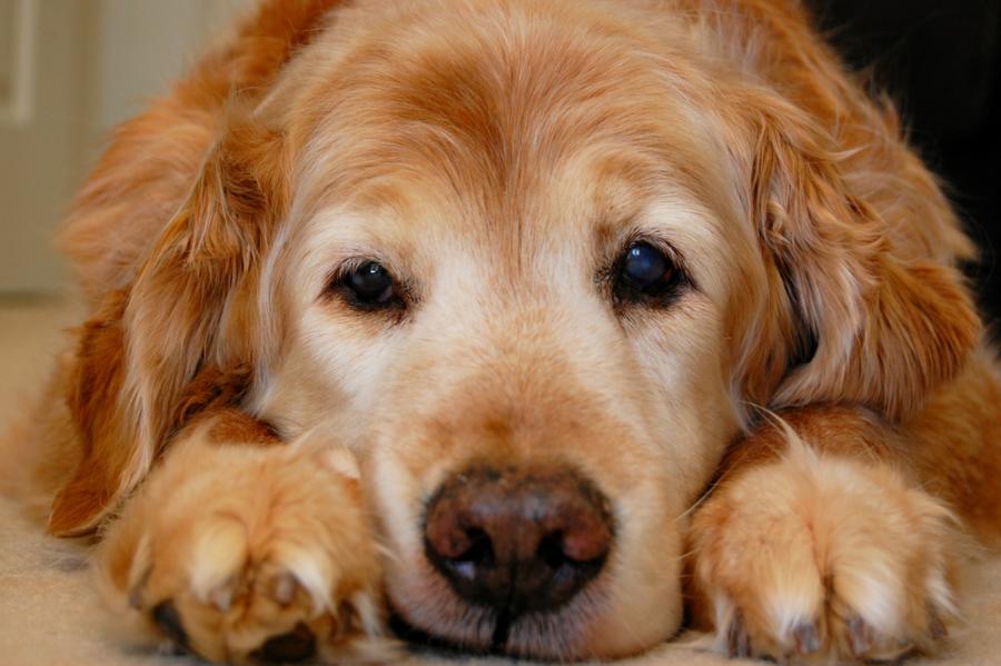 Защо кучетата живеят толкова кратко и какво трябва да научим от тях