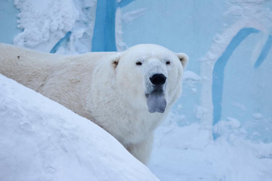 Белите мечки имат сини езици: 12 любопитни факта за някои застрашени животни