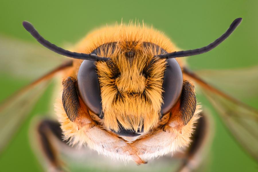 Пчелите могат да събират и изваждат