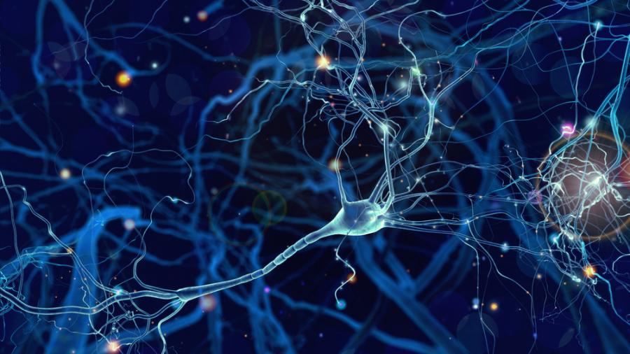 Изследователи обучиха изолирани мозъчни клетки да играят видеоигра