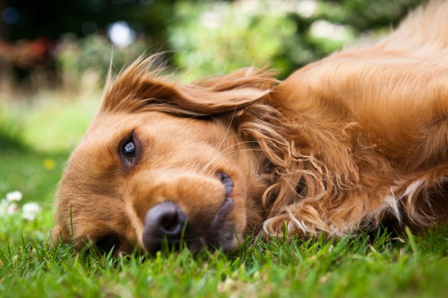 Кучетата изпитват тревожност и вероятно страдат и от други емоционални разстройства