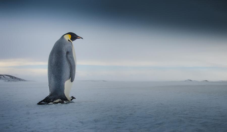Нова Зеландия е родното място на всички видове пингвини, установиха учени