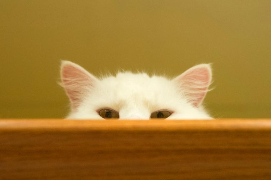 Котката ви знае къде сте дори когато не ви вижда