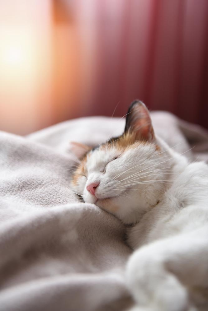 Учени: Лягате си късно и ставате трудно сутрин? Значи сте по-интелигентни!