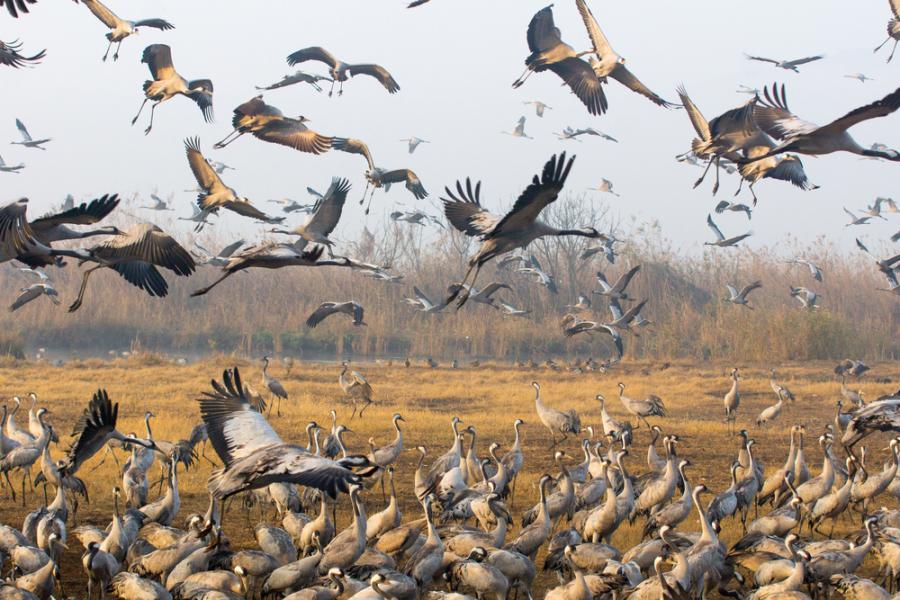 Близо половината от мигриращите видове по света намаляват