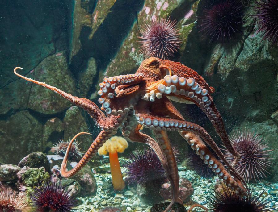 Какво си мислят октоподите? Учени най-накрая видяха мистериозните им мозъчни вълни