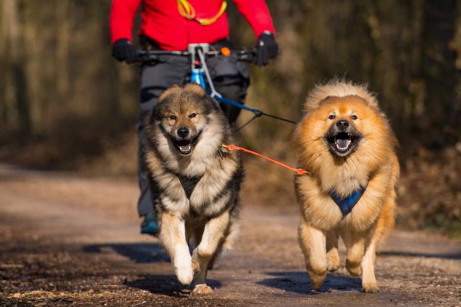 Тичане и каране на колело с вашето куче