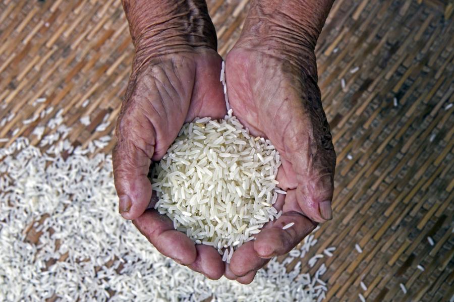 Китайски изследователи завършиха картата на генетичните вариации на ориза