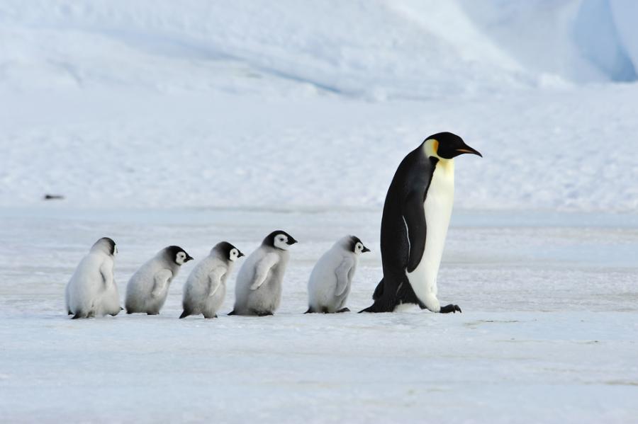 Броят на пингвините в Антарктика е намалял със 77%