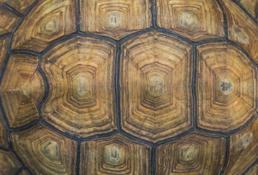 Откриха останки от костенурка, тежала 1 тон и 250 килограма