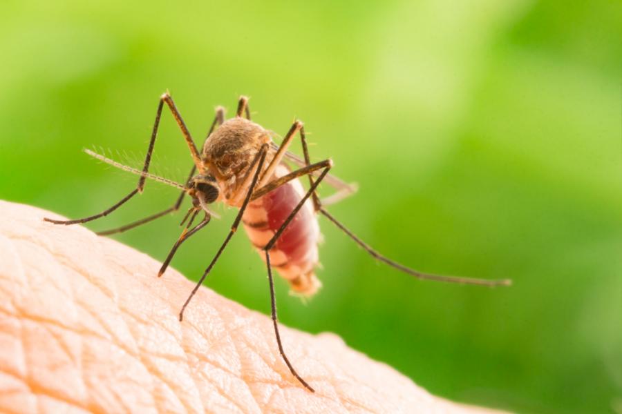 Ето как комарите „виждат“ телата на топлокръвните животни
