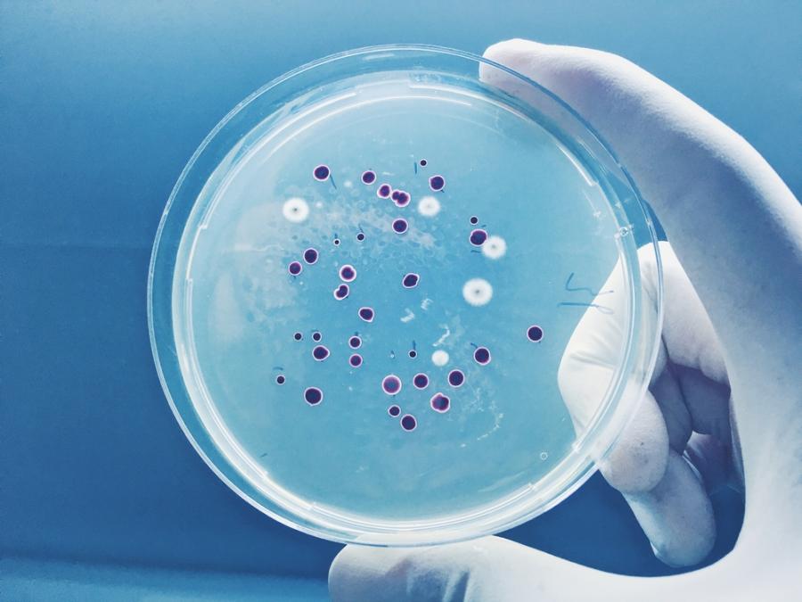 Как латентните бактериите преценяват кога да се върнат към живот