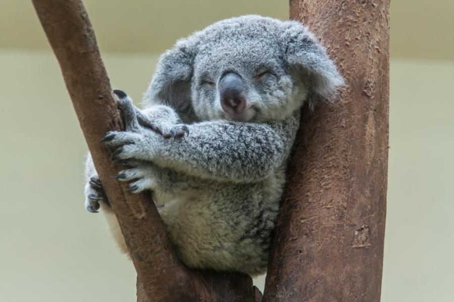Защо сладките малки коали издават толкова басови звуци?