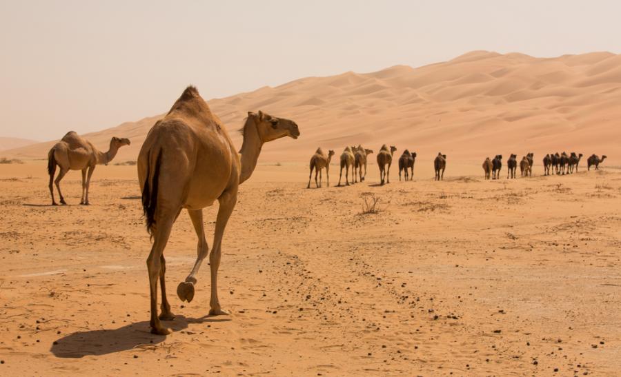 Нямате представа откъде всъщност идват камилите