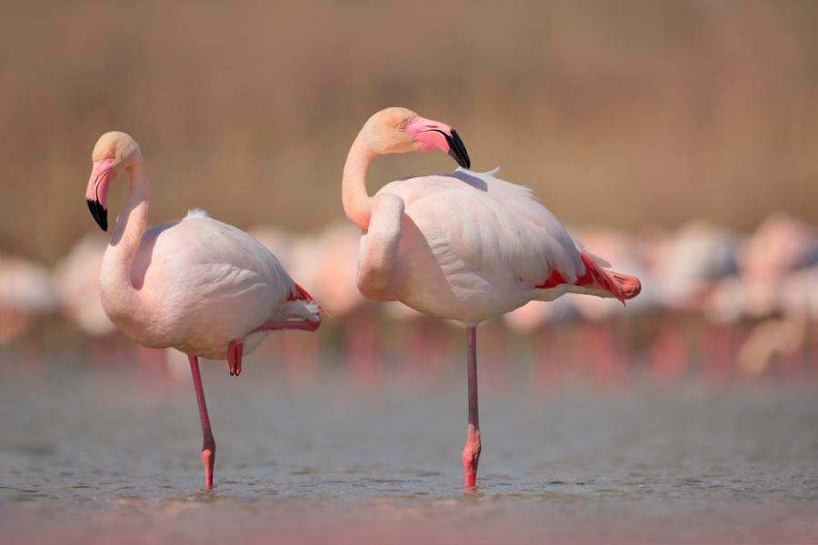 Розовото фламинго – грация в розово