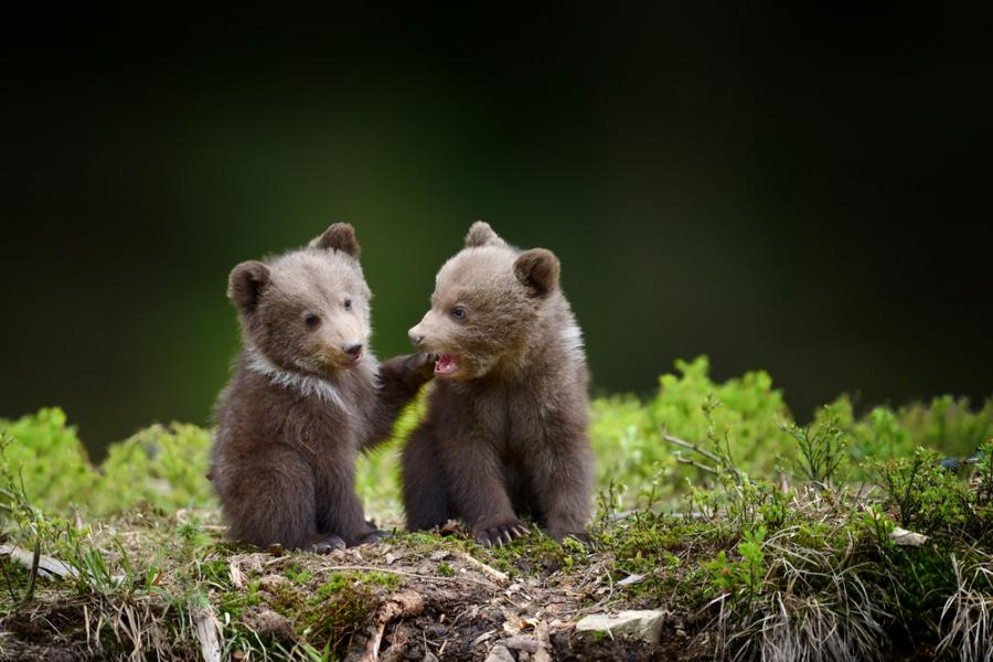WWF ще включи стратегии на ученици в кампанията си за опазване на мечките в България