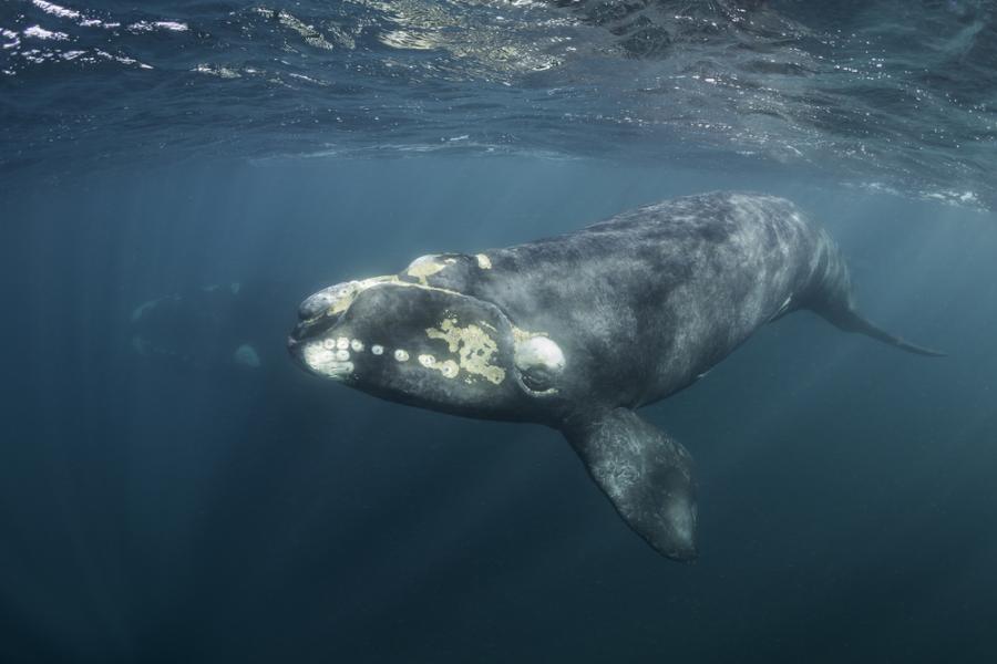 Застрашен вид кит е изгубил два процента от популацията си през миналата година