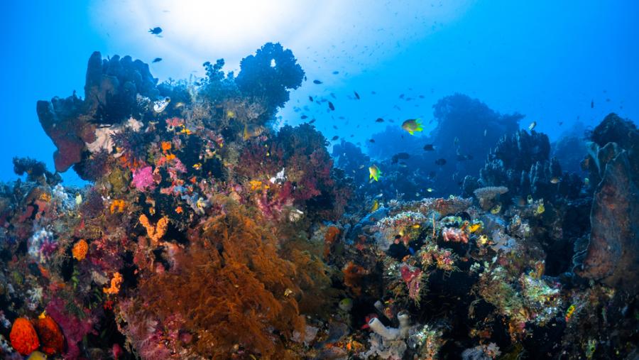 Учени се опитват да укрепят Големия бариерен риф в затоплящия се климат