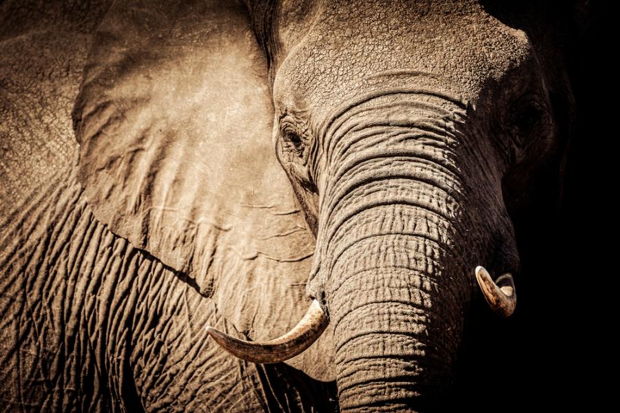 Тарга, най-старият слон в Германия, почина на 67-годишна възраст