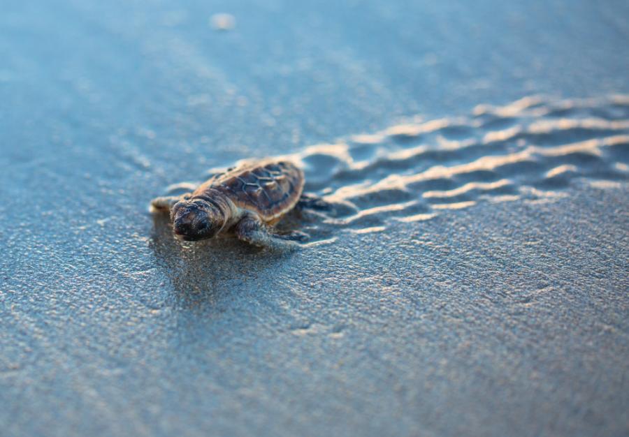 9 причини защо морските костенурки са толкова невероятни
